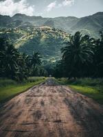 en grusväg som leder in i tropiska kokospalmer i oahu, hawaii foto