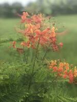 skön orange blomma på de parkera foto