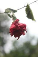 röd hibiskus blomma i de trädgård med suddig bakgrund. foto