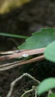 larv på en blad i de trädgård i de natur. foto