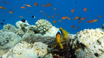 clown fisk amphiprion. Röda havet clown fisk. foto