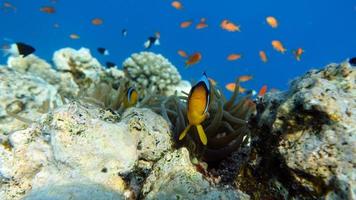 clown fisk amphiprion. Röda havet clown fisk. foto