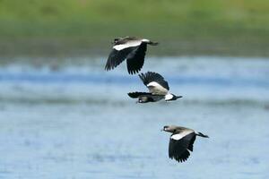 sydlig tofsvipa, vanellus chilensis i flyg, la pampa provins, patagonien, argentina foto