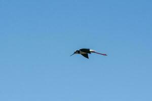 sydlig stylta, himantopus melanurus i flyg, la pampa provins, patagonien, argentina foto