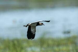 sydlig tofsvipa, vanellus chilensis i flyg, la pampa provins, patagonien, argentina foto