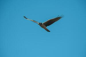 lång bevingad kärrhök i flyg, la pampa provins, patagonien , argentina foto