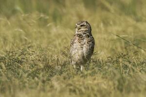 gravande Uggla , athene cunicularia, ser på de kamera, la pampa provins, patagonien, argentina foto