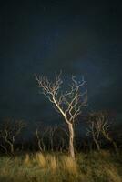 brinnande träd fotograferad på natt med en starry himmel, la pampa provins, patagonien , argentina. foto