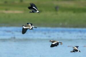 sydlig tofsvipa, vanellus chilensis i flyg, la pampa provins, patagonien, argentina foto