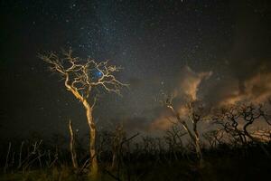 brinnande träd fotograferad på natt med en starry himmel, la pampa provins, patagonien , argentina. foto