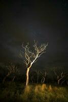 brinnande träd fotograferad på natt med en starry himmel, la pampa provins, patagonien , argentina. foto