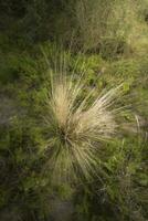 gräs i calden skog miljö, la pampa provins, patagonien, argentina. foto