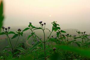 solljus morgon- blomma foto