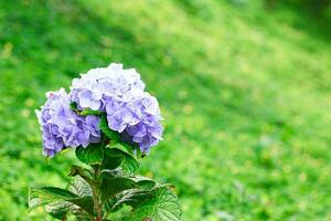 hortensia blomma grön foto