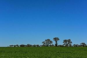 pampas träd landskap, la pampa provins, patagonien, argentina. foto