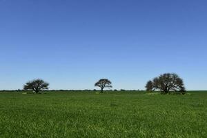 pampas träd landskap, la pampa provins, patagonien, argentina. foto