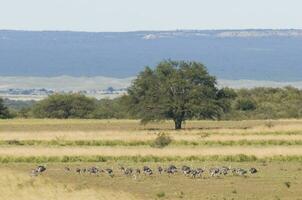 större Rhea med kycklingar, in pampas landskap, argentina foto