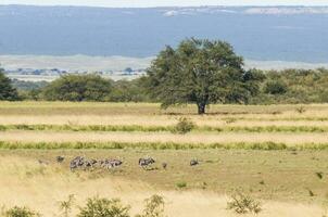 större Rhea med kycklingar, in pampas landskap, argentina foto