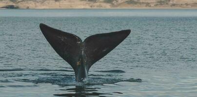 sohutern rätt val svans, endangered arter, patagonien, argentina foto