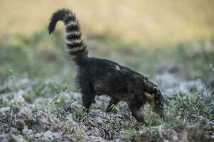 söder amerikan coati, tittar för insekter, pantanal, brasil foto