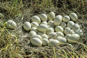 större Rhea ägg i bo, patagonien, argentina foto