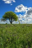 färgrik landskap, pampas, argentina foto