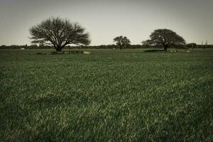 färgrik landskap, pampas, argentina foto