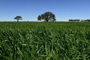 calden träd landskap, la pampa, argentina foto