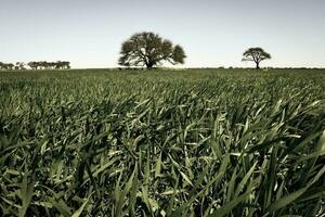 calden träd landskap, la pampa, argentina foto