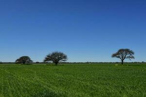 calden träd landskap, la pampa, argentina foto