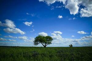 calden träd landskap, la pampa, argentina foto