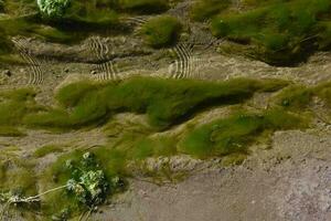 grön alger i vatten- miljö , patagonien, argentina. foto