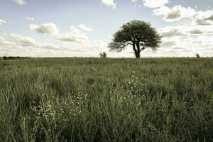 calden träd landskap, la pampa, argentina foto