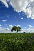 vår säsong landskap, la pampa foto