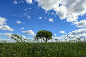 vår säsong landskap, la pampa foto