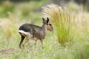 patagoniska cavi i pampas gräsmark miljö, la pampa provins, , patagonien , argentina foto