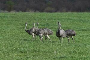 större rhea, Rhea americana, i pampas coutryside miljö, la pampa provins, ,Brasilien. foto