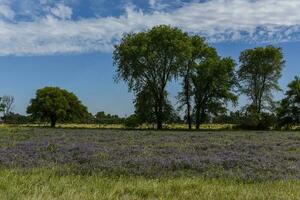 blommig fält i sommar tid landskap, la pampa provins, patagonien, , argentina. foto