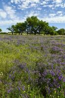 blommig fält i sommar tid landskap, la pampa provins, patagonien, , argentina. foto