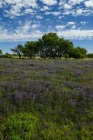 blommig fält i sommar tid landskap, la pampa provins, patagonien, , argentina. foto