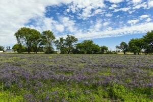 blommig fält i sommar tid landskap, la pampa provins, patagonien, , argentina. foto