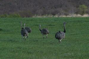 större rhea, Rhea americana, i pampas coutryside miljö, la pampa provins, ,Brasilien. foto