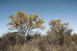 chaar träd i calden skog, blommat i vår, la Pampa, Argentina foto