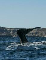 sohutern rätt val svans, halvö valdes, chubut, patagonien, argentina foto