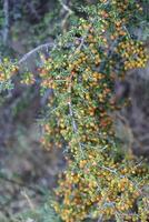 piquilln,condalia mikrofylla, frukt i de kalln skog, pampas, patagonien, argentina foto