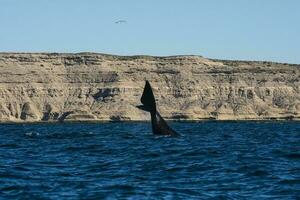 sohutern rätt val lobb svans, endangered arter, halvö valdes, patagonien, argentina foto