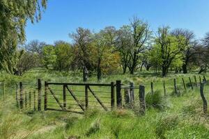 pampas träd landskap, la pampa provins, patagonien, argentina. foto