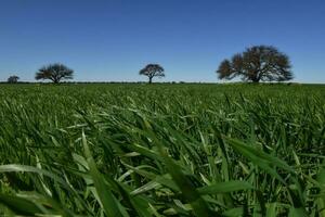 pampas träd landskap, la pampa provins, patagonien, argentina. foto