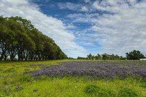 blommig fält i sommar tid landskap, la pampa provins, patagonien, , argentina. foto