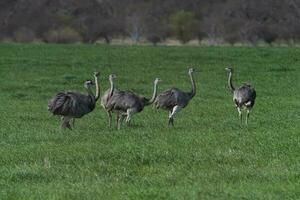 större rhea, Rhea americana, i pampas coutryside miljö, la pampa provins, ,Brasilien. foto